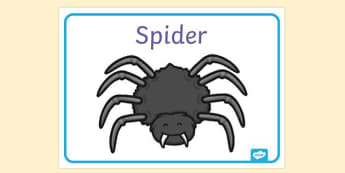 Types of Spiders, What do spiders eat?