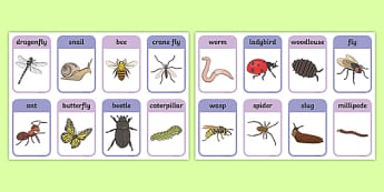 EYFS Minibeasts Activities | Minibeast Topic Early Years