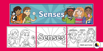 My Senses Display Primary Resources, five senses, smell, sight