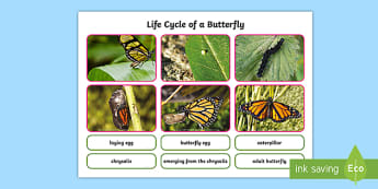 Life Cycle Of A Butterfly Printable Ks1 Primary Resources