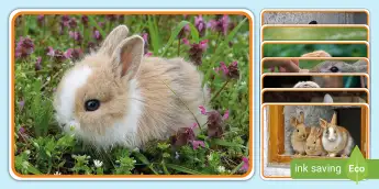 Adorable Rabbits | twinkl.co.uk