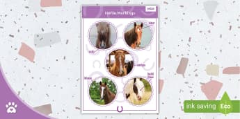 Horse Care - Companion Care - Ponies - Horses - Twinkl Pets