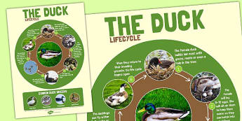 Life Cycle Of A Duck | KS1 Science Resources