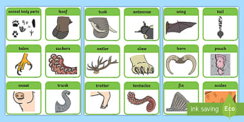 The structure of a variety of common animals - New 2014 Curriculum