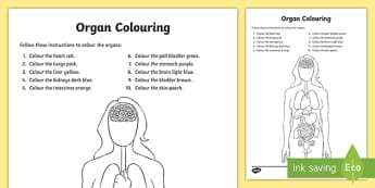 Organs Colouring Worksheet / Worksheet - The Human Body, human, body, body parts, health, anatomy, worksheet