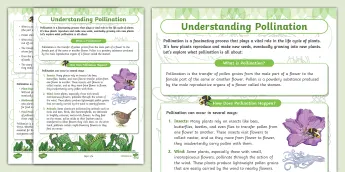 Flash Cards Pollination Pollination Resources | twinkl.co.uk
