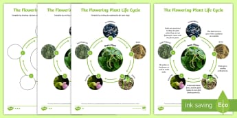 Plants Explore the part that flowers play in the life cycle of fl