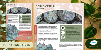 Houseplant Fact File: Echeveria, Succulent, Plantcare, Plant