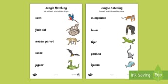 Jungle and Rainforest Activities KS1 | Primary Resources