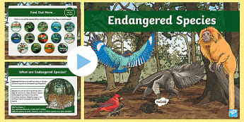 UKS2 All About Endangered Species PowerPoint