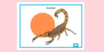 What is a Scorpion? - Answered - Twinkl Teaching Wiki