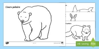 Les animaux polaires - coloriages (teacher made) - Twinkl