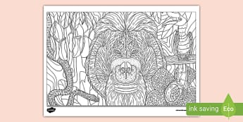 Indonesian Jungle Animals Mindfulness Colouring