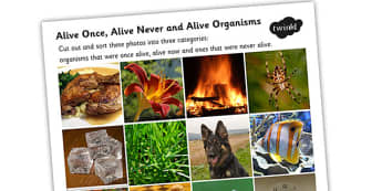 Alive Dead Or Never Alive Life Processes Ks1 Powerpoint