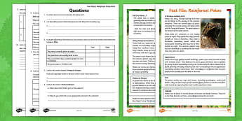 UKS2 Rainforest Potoo Non-Fiction Reading Comprehension Activity