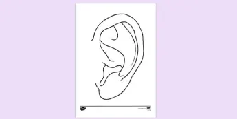 Earcoloring Human Ears | twinkl.co.uk