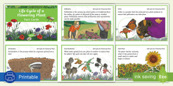 The Life Cycle of a Flowering Plant Fact Cards