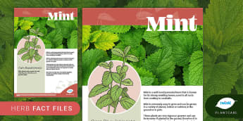 Herbs Fact File: Mint, Plants, Plantcare, Outdoor, Indoor