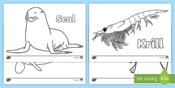 Antarctic Animals Colouring Pages 