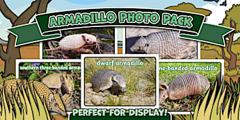 What is an Armadillo? - Answered - Twinkl Teaching Wiki
