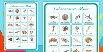 Lebensraum Meer Tiere Und Pflanzen Sachunterricht Tiere Und Pflanzen