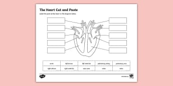 What is a heart? - Twinkl