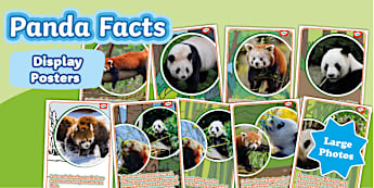 Panda Class Display Pack - KS1 - Classroom Management