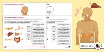 Digestive Systems Resources | twinkl.com