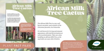 Succulents and Cacti: African Milk Tree