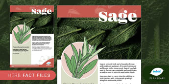 Herbs Fact File: Sage, Plants, Plantcare, Outdoor, Indoor