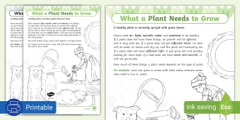 What a Plant Needs to Grow - Worksheet
