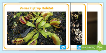 What is a Venus fly trap? - Answered - Twinkl Teaching Wiki