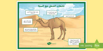 ملصق تكيف الجمال مع الصحراء - الجمل، البئية، التكيف، التكيفات، علوم، ملصق، الحيوانا
