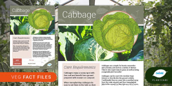 Garden Veg Fact File: Cabbage, Plantcare, growing vegetables