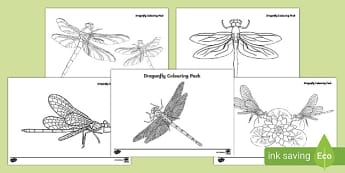 What Is A Dragonfly Life Cycle Identification And More