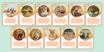 Lion Facts Display Posters - KS1 Science - Animals - Twinkl