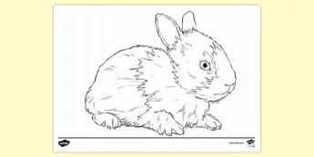 Rabbit Art Activities | twinkl.co.uk