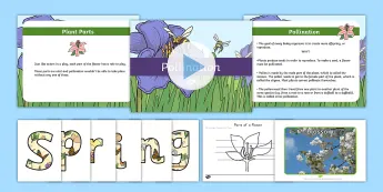 Pollination Resources | twinkl.co.uk