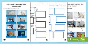 28+ Food Chains In The Rainforest Ks2 Pics