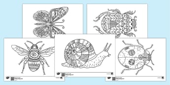 Minibeast Art Colouring Sheets - Primary Resources