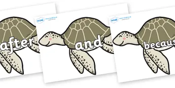 Turtle Images | twinkl.co.uk