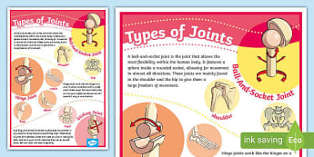 Joints and their Movements Worksheet- Science Worksheet