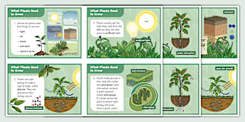 What Plants Need to Grow - Fact Cards