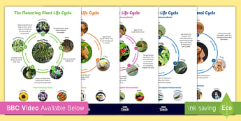 Life Cycle Posters - BBC Teach Video - Twinkl - Partnerships