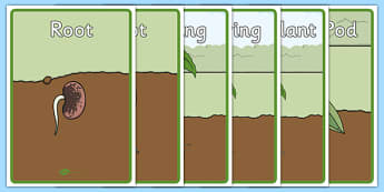 Life Cycle of a Bean Display Posters - Bean, growth, plant, life cycle, lifecycle, display, banner, poster, plant growth, beans, garden, Topic, Foundation stage, knowledge and understanding of the world, investigation