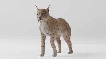 3D Model: Mammals - Iberian Lynx
