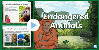 Endangered Animals PowerPoint | Twinkl Resource