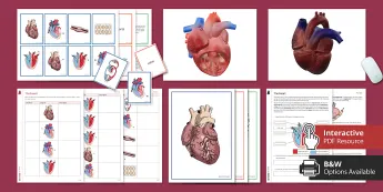 Elearning Heart Module Human Hearts | twinkl.co.uk