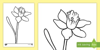 Daffodil Colouring Sheet - Teaching Resource - Twinkl