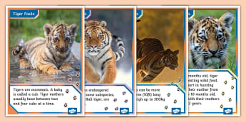 Tiger Facts Display Posters - Twinkl